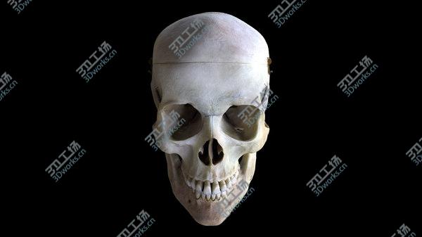 images/goods_img/20210312/Human Skull(1) 3D/2.jpg